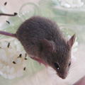 ハツカネズミ