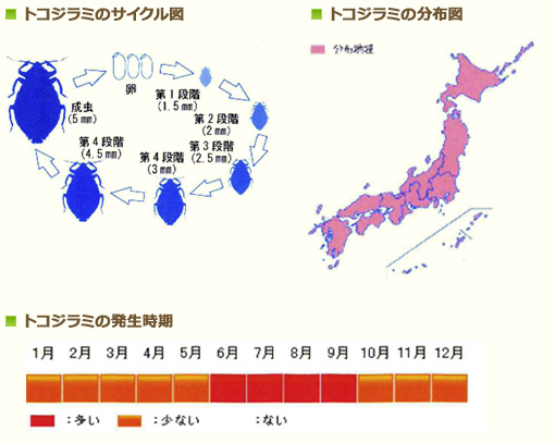 トコジラミ